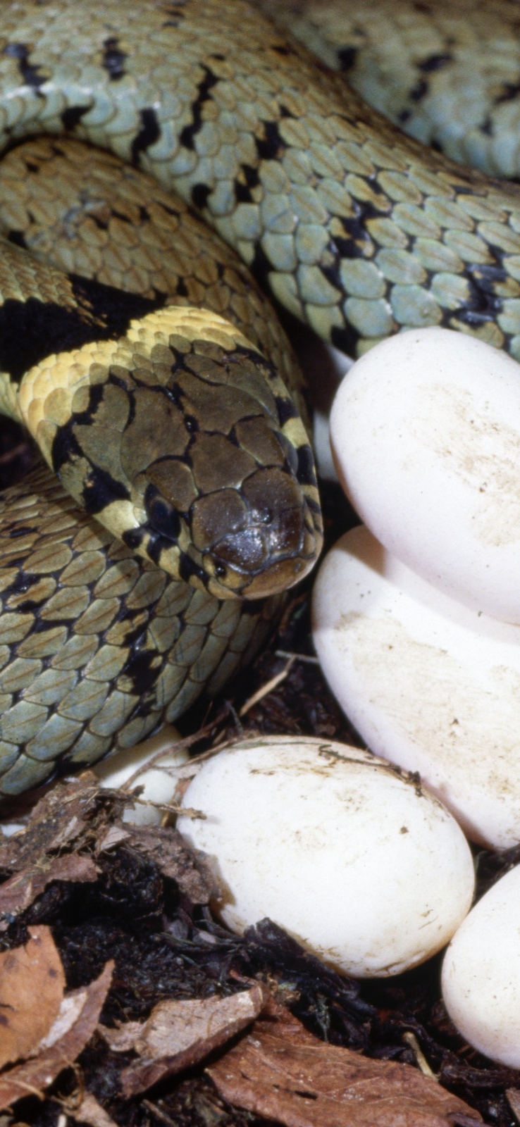 яйца змей фото и размер